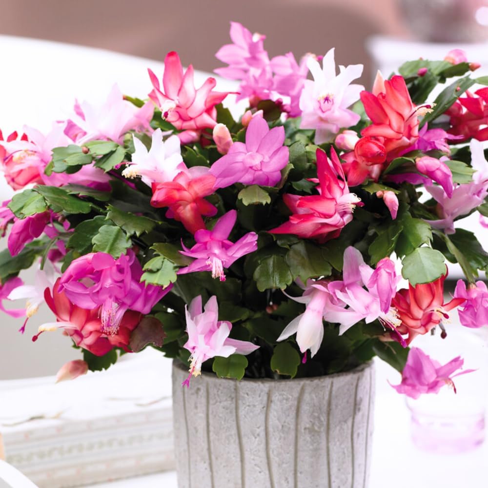 2 Christmas Cactus Plants Live, Holiday Blooming Indoor Plants Live Houseplants, Hanging Baskets Easy Care, Well-Rooted 5-8" Tall, No Pot, Bareroots, Single Stems (Mixed Christmas Cactus)
