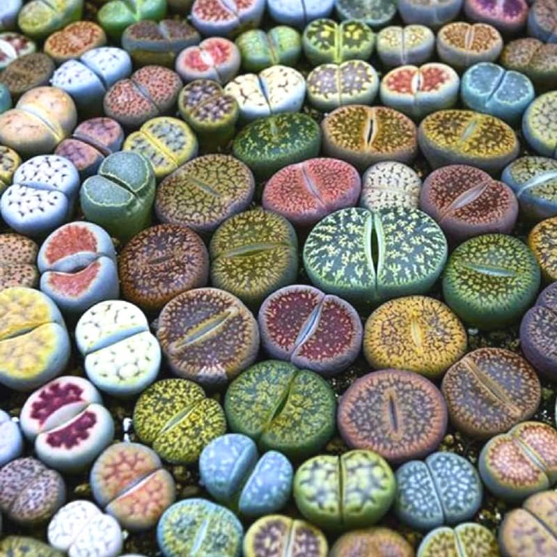 20 Lithops Live Plants Mix, Colorful Lithops Succulents Plants Live, Rocks Living Stones Succulent for Planting Indoors Outdoors