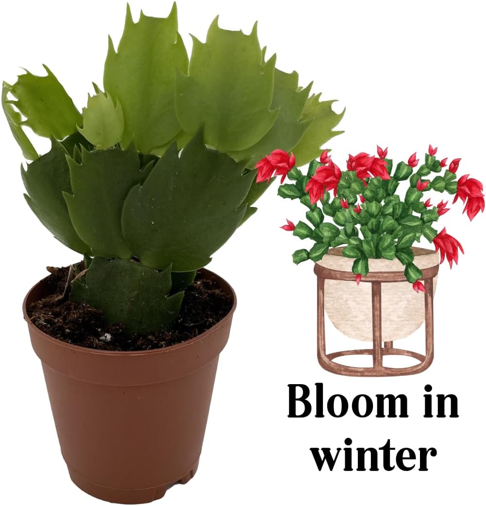 Christmas Cactus Plants Live, Thanksgiving Cactus Easter Cactus Like, 4-8 Inc Tall, Cold Hardy, Holiday Cactus for Indoor Outdoor Planting, Starter Size (Yellow)