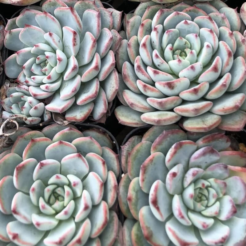 Echeveria Succulents Live Plants for Planting, Live Echeveria Succulents, Live Echeveria Plant, Live Echeveria Succulents, Echeveria Minima 2 Inch