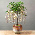 Smithianum Wallichii Clerodendrum Plants Live, Trailing Light Bulb Flowering Vine, 4-8 Inch Tall, Ready to Plant Outdoor