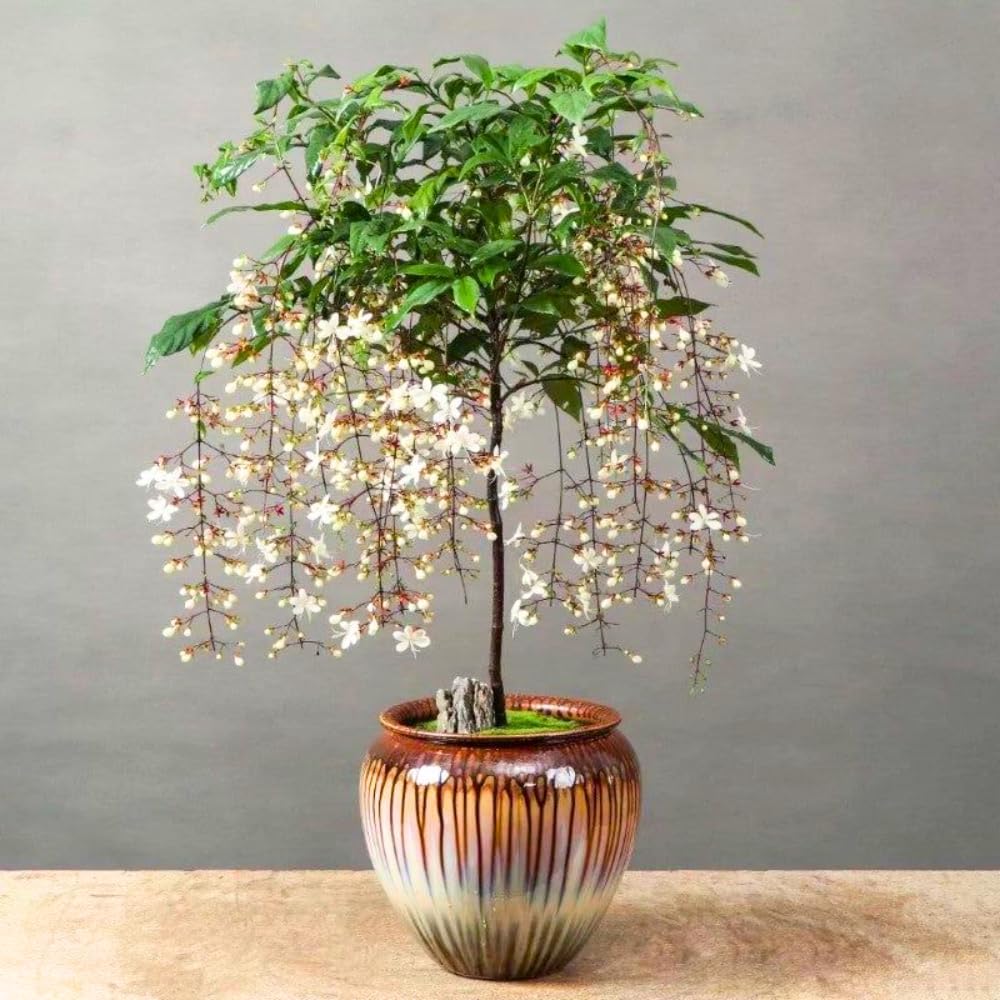 Smithianum Wallichii Clerodendrum Plants Live, Trailing Light Bulb Flowering Vine, 4-8 Inch Tall, Ready to Plant Outdoor