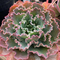 Echeveria Succulents Live Plants for Planting, Live Echeveria Succulents, Live Echeveria Plant, Live Echeveria Succulents, Echeveria Blue Curl 4 Inch