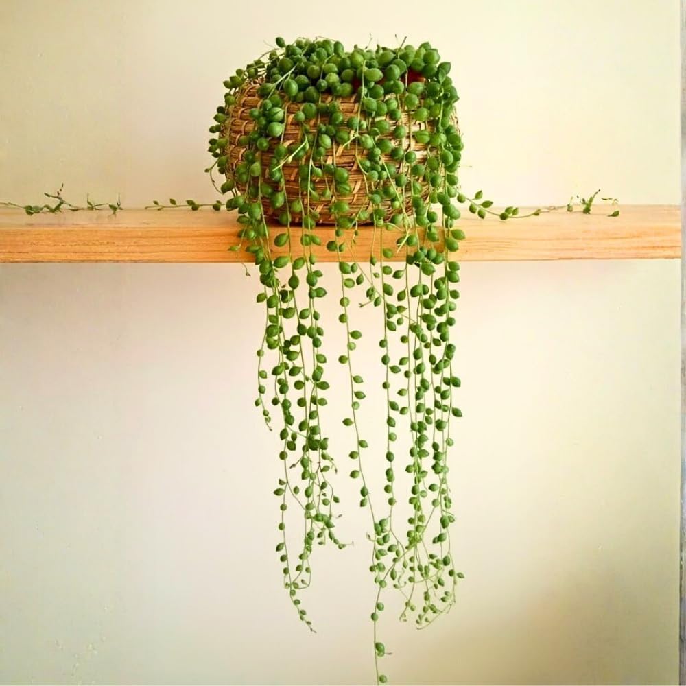 String of Pearls Live Plant, String of Pearls Succulents Live Plant, Trailing Succulent House Plant, 4-7 inches Tall in 4" Pot for Planting