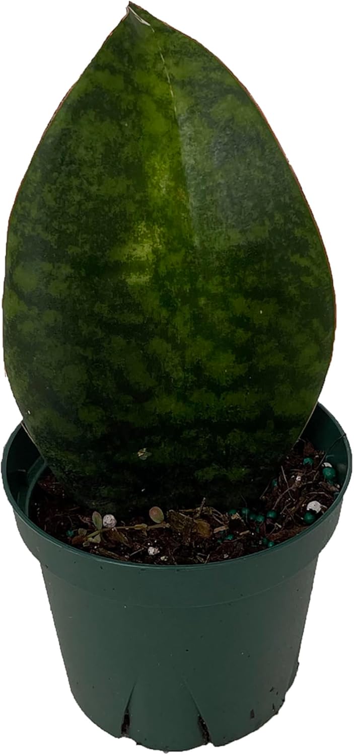 Shark Fin Snake Plant - Whale Fin - Sanseveria masoniana - 5" Pot - Collector's