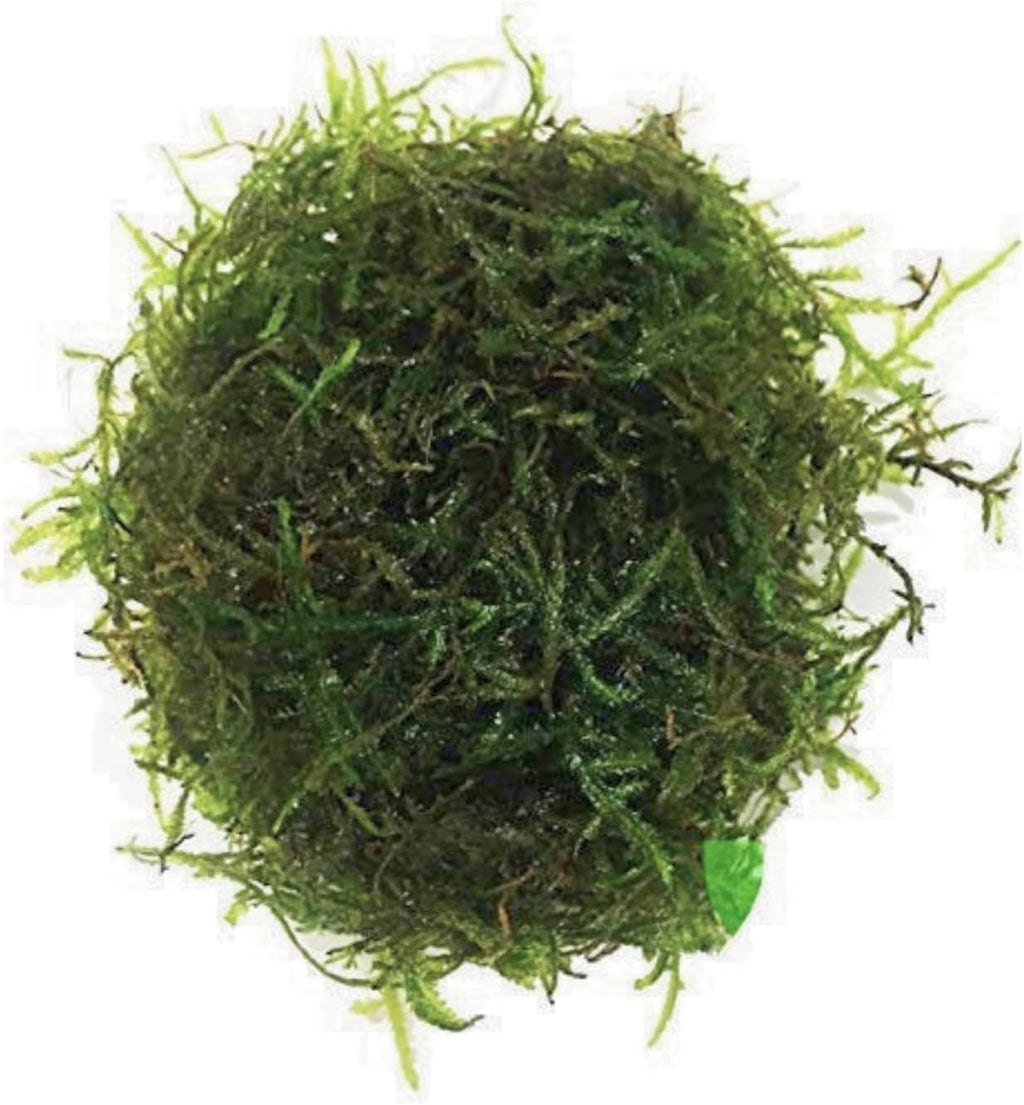 Java Moss | Vesicularia Dubyana Freshwater Live Aquarium Plant BUY2GET1FREE