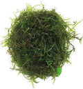 Java Moss | Vesicularia Dubyana Freshwater Live Aquarium Plant BUY2GET1FREE