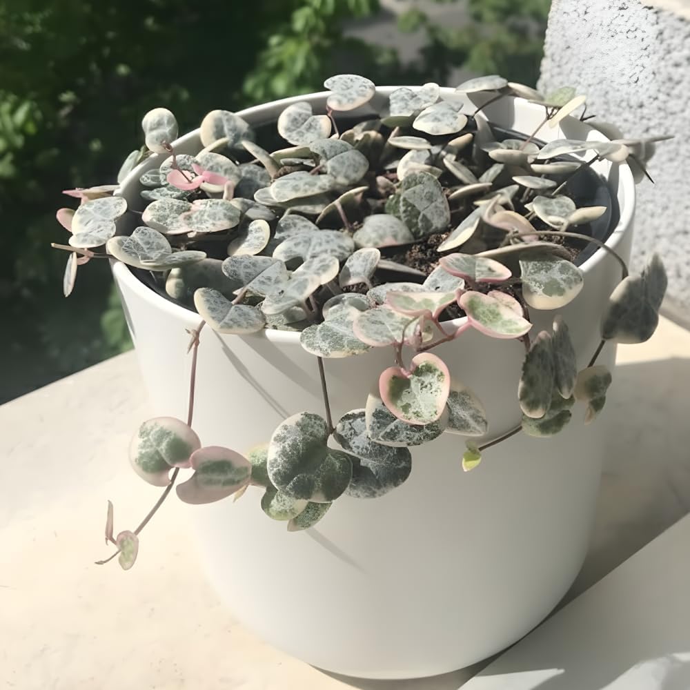 Variegated String of Hearts Plant Live, Succulent Trailing Vine from 4 to 7 inches in Height, 4 inch Pot for Indoor Planting