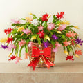 2 Mixed Christmas Cactus Plants, Thanksgiving Cactus 3-6 Inch Tall, Winter Succulents Flowers Container Hanging Basket Indoor Outdoor Planting