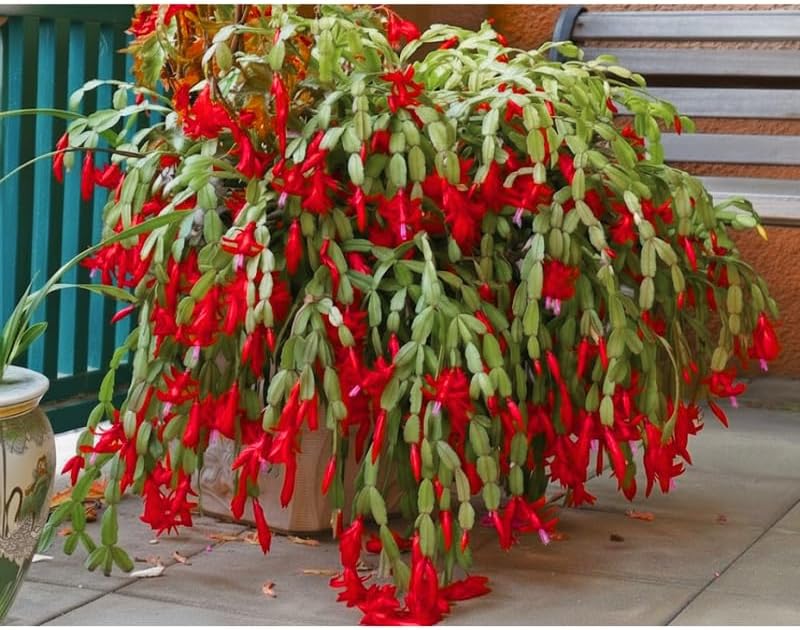 2 Red Christmas Cactus Plants Live, True Thanksgiving Cactus Live Size 6-9" Inches Tall, Ready to Blooms, Holiday Houseplant, Cold Hardy, Bloom in Winter