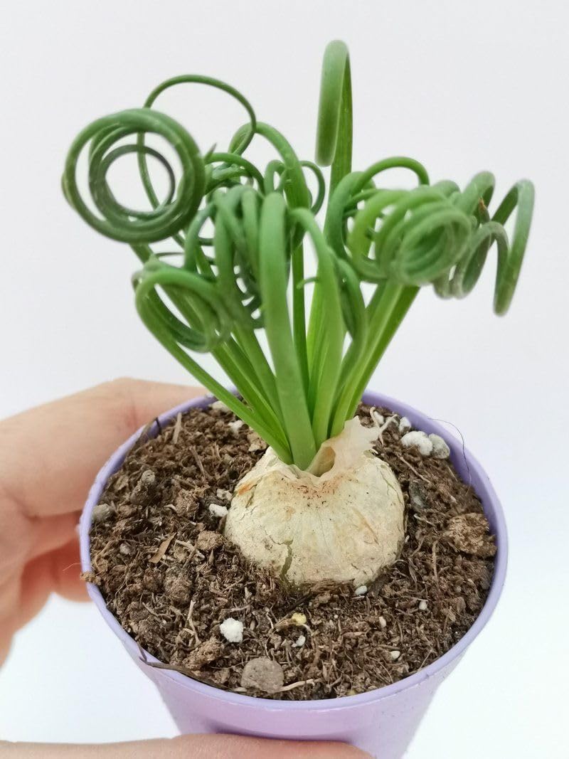 Albuca Spiralis Plant Live, Frizzle Sizzle Succulent Plants, Corkscrew Foliage Succulent in 4'' Pot, Easy-Care Indoor Outdoor Plant