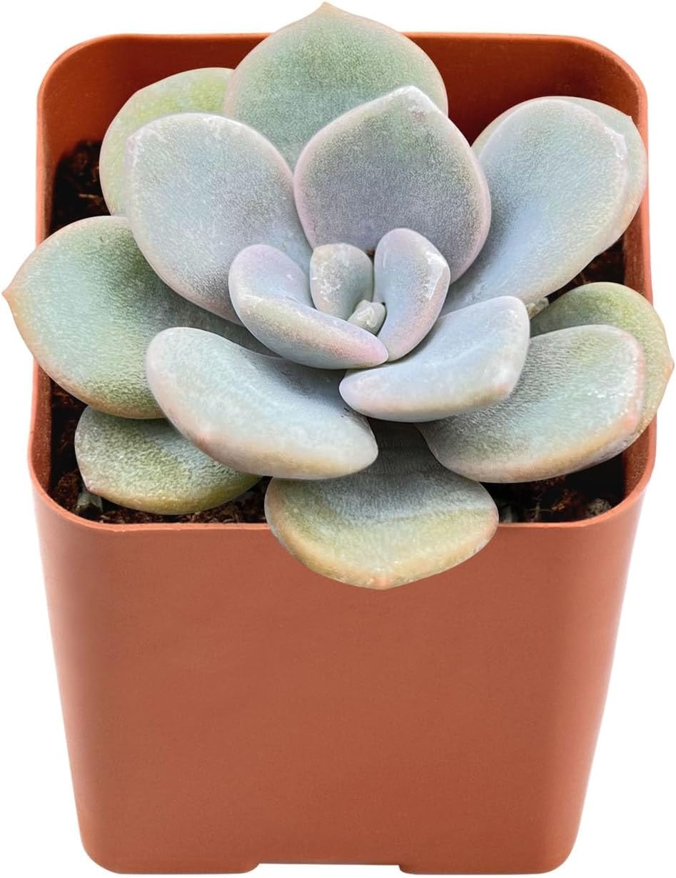 Sprout N Green xGraptoveria 'Margaret Rose' in 2 inch Starter Pot, Rare Live Succulent Plant Fully Rooted with Soil, Home Office Indoor Outdoor Wedding Decoration DIY Projects Party Favor