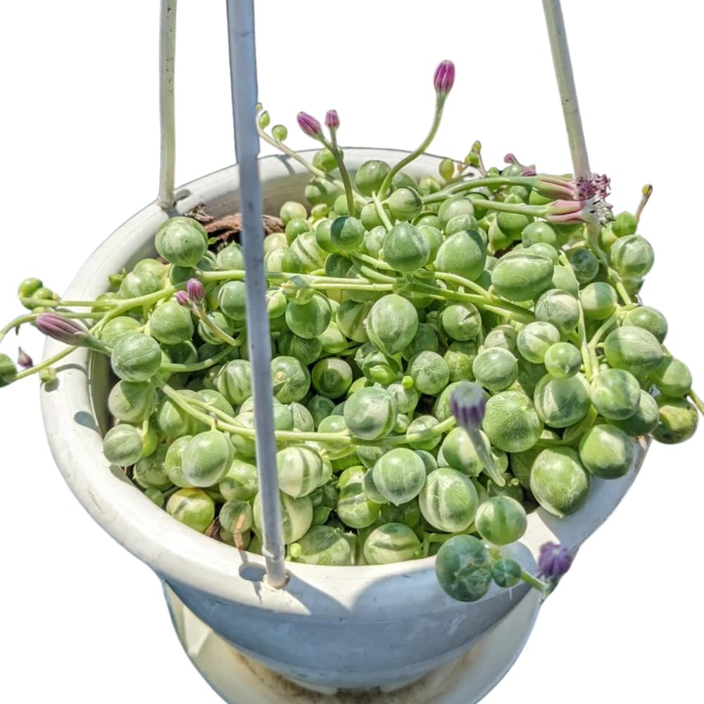 Variegated String of Pearls Plant Live Succulent 4 Inch Pot, Hanging Plant for Home Office Decor, Rare Succulent Trailing Vine, 4-7 Inch Tall
