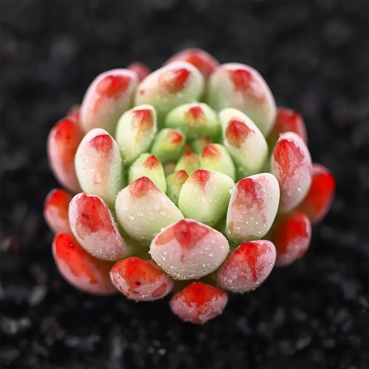 Fine Assorted Succulent Plants Live (20+ Varieties Bare Root Shipping) - Healthy Rooted Rosette Succulents for Indoor/Outdoor Gardening, DIY Terrarium, Fairy Garden & Home Decor (20-Pack)