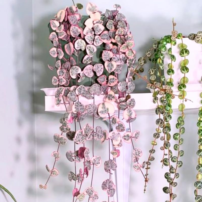 Ceropegia Woodii Variegated String of Hearts Plant Live, Trailing Succulent Vine, Rare Live Indoor Plant in Pot