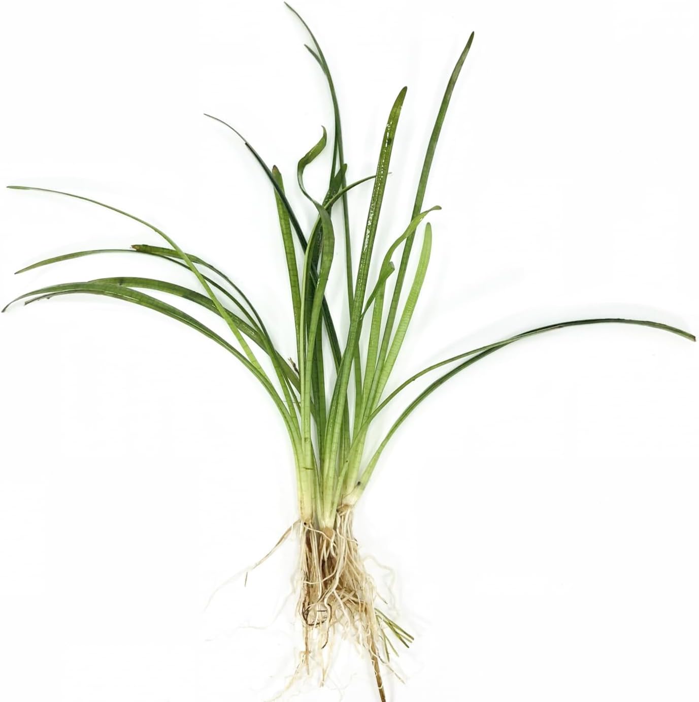 Dwarf Sagittaria (Subulata) Bundle - Easy Grow - Rooted Carpet Plants - Foreground Positioning - All Natural & Organic Aquatic Plant - Long Lasting & Easy to Care