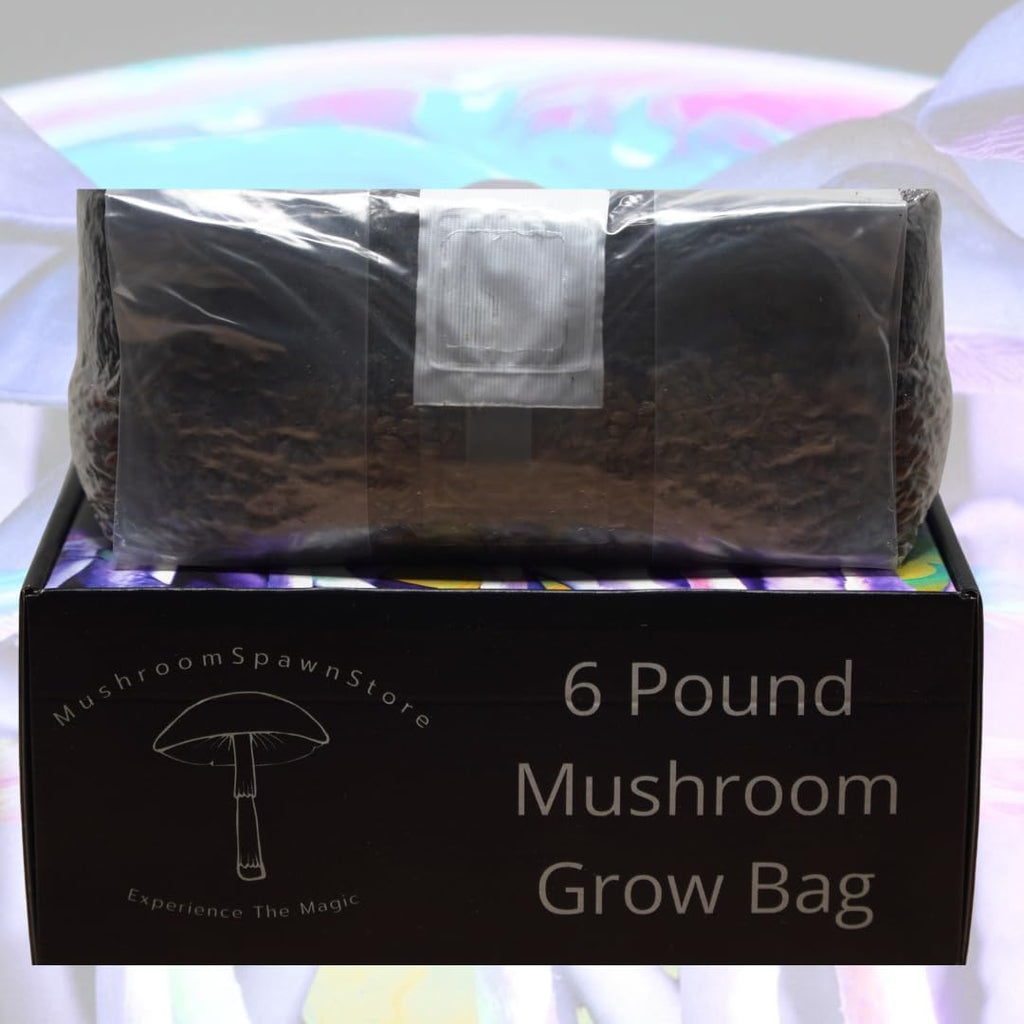 6 Pound Mushroom Grow Bag - All in One Grow Kit in A Bag - Sterilized Grain Spawn and Bulk Substrate - Injector Port - (Pack of 1)