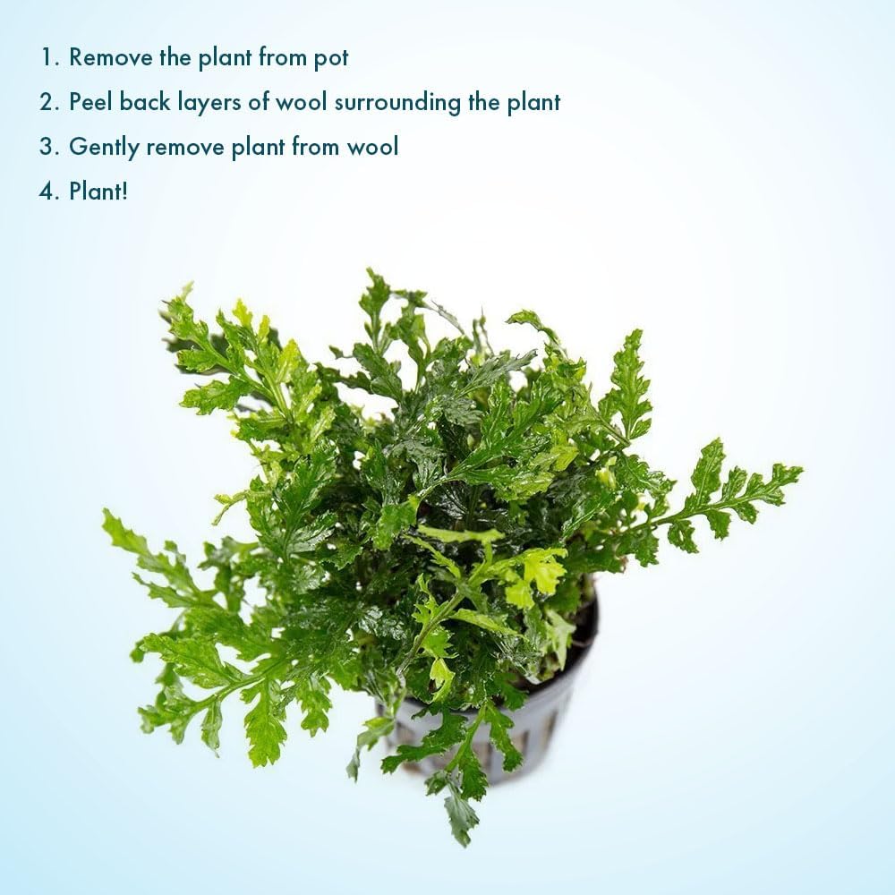 SubstrateSource Mini Bolbitis Baby Leaf - Live Aquarium Plant for Fish Tank Decorations (1 Pot)