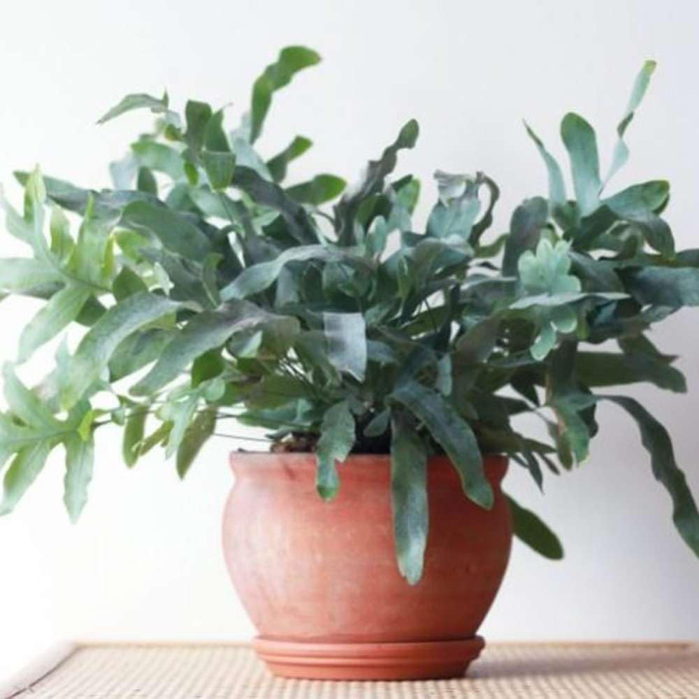 Fern Blue Star Live Plant for Indoor | Different Houseplants in 4'' & 6'' Pot | Real House Plant for Living Room, Office, Desk & Bathroom | Blue Star | Phlebodium aureum