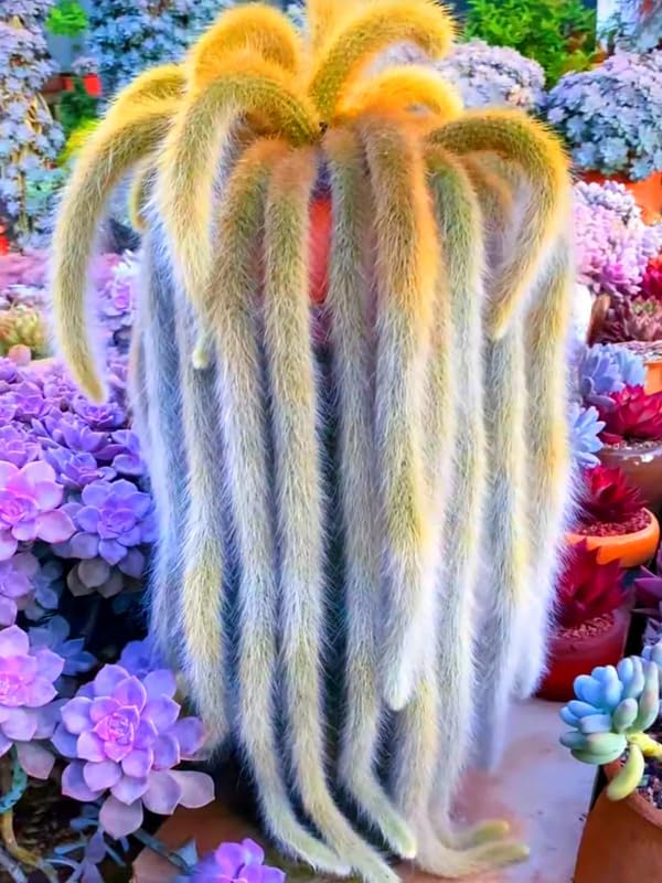 Monkey Tail Cactus Live Plants, Monkey Tail Cactus Live, Monkey Tail Cactus Plants for Planting, Live Monkey Tail Cactus, No Pot, 3.5 to 5 Inches Tall