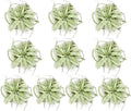 ragnaroc Air Plants - Tillandsia Xerographica, Large 5-7” - 10ct - Live Arrival Gauranteed - House Plants for Home Decor & Gift