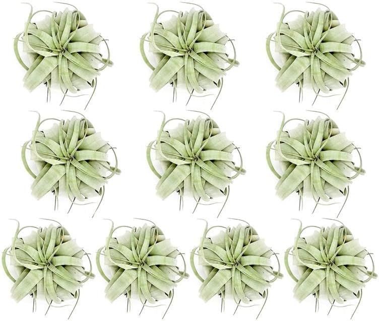 ragnaroc Air Plants - Tillandsia Xerographica, Large 5-7” - 10ct - Live Arrival Gauranteed - House Plants for Home Decor & Gift
