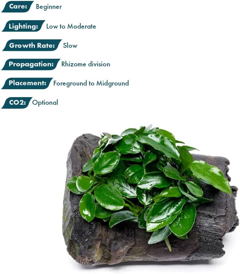 SubstrateSource Live Planted Decor - Anubias Nana Long Wavy on Driftwood - Low to Moderate Light - Deep Green Leaves Aquatic Plant, Foreground to Midground Tank Placement for Aquascaping - 1 Pack