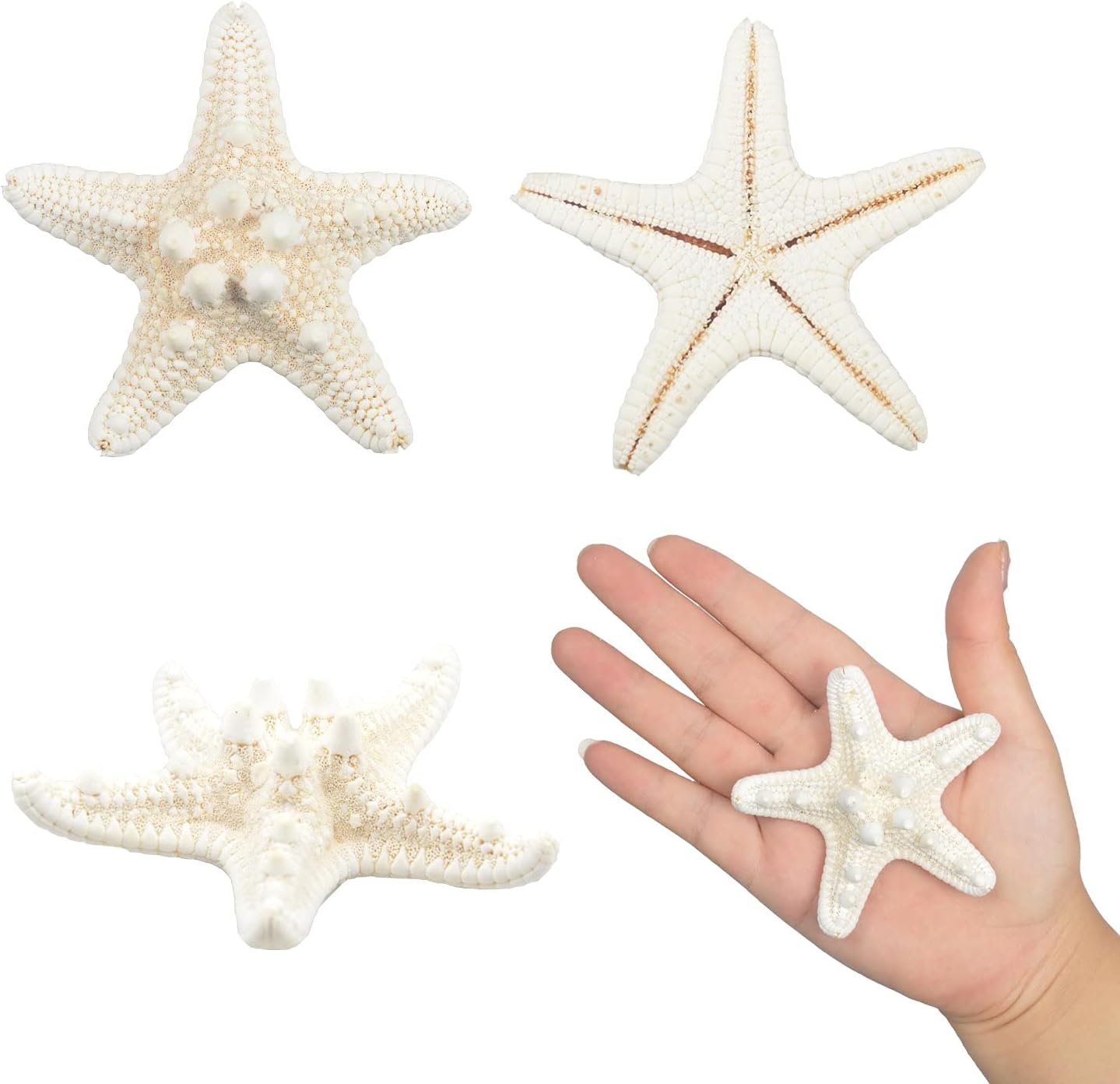 Jangostor 12 PCS Starfish 2-6 Inch Mixed Starfish Natural Seashells Starfish Star Fish Shells Decorations Perfect for Wedding Decor Beach Theme Party, Home Decorations, DIY Crafts, Fish Tank