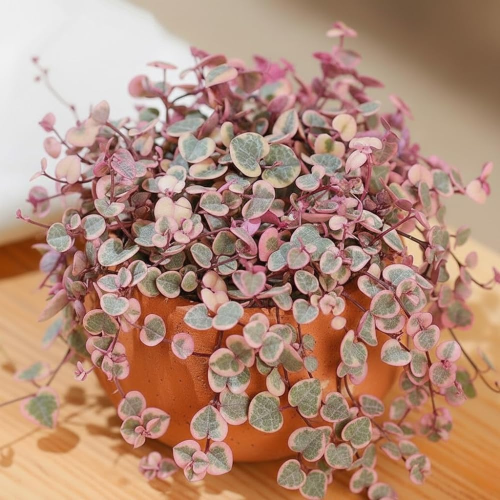 Variegated String of Hearts Live Plant, Variegated Trailing Succulent Vine Houseplant, 4-7 inches Tall in 4 inch Pot for Planting
