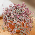 Variegated String of Hearts Live Plant, Variegated Trailing Succulent Vine Houseplant, 4-7 inches Tall in 4 inch Pot for Planting