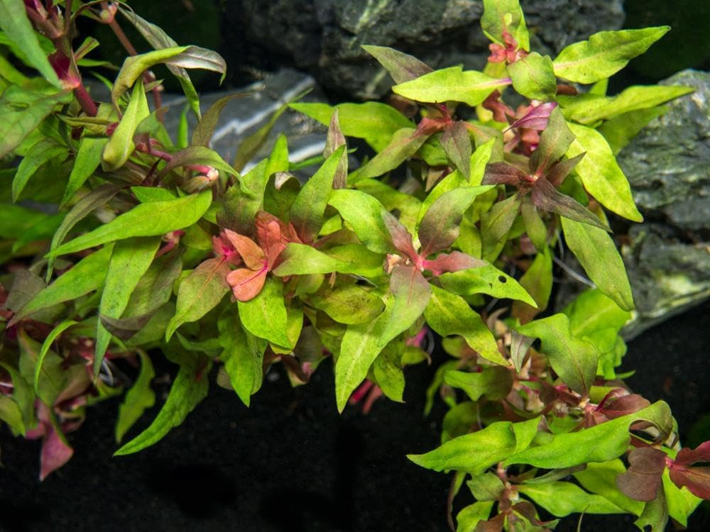 Live Aquarium Plants - Red Flame Sword, Alternanthera Reineckii & Red Tiger Lotus Bundle - Easy Freshwater Plants for Aquariums & Aquascaping