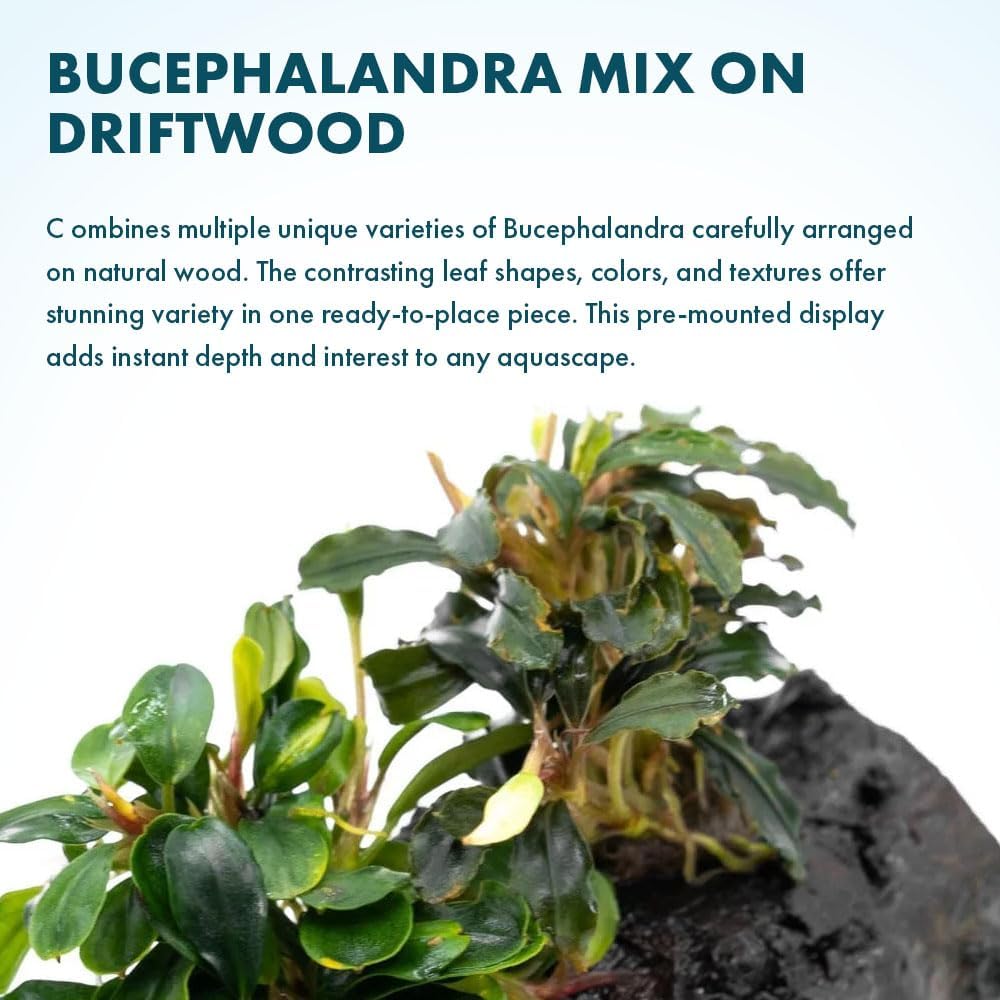 SubstrateSource Live Planted Decor - Bucephalandra Mix on Driftwood (Farmed) - Green Iridescent Aquatic Plants, Low to Medium Light, Foreground to Midground Tank Placement for Aquascaping - 1 Pack