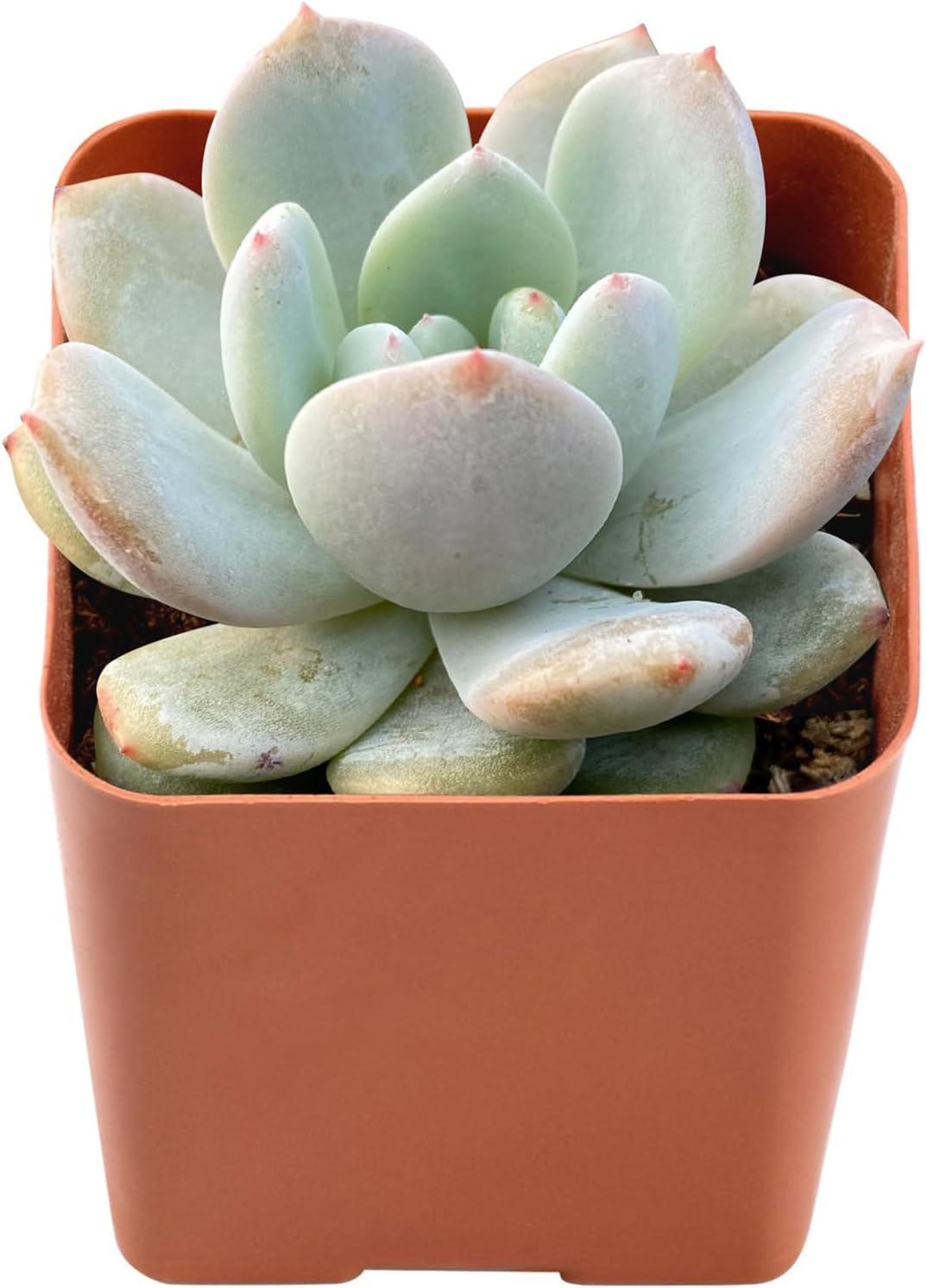 2" Live Succulent Plants Echeveria 'Snow Angel', Mini Potted Succulents, Easy Care Indoor Houseplant, Unique Gifts, Home Office Décor