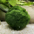 6 Large Live Moss Pebbles Balls for Aquariums - Decorative Green Algae Spheres for Enhanced Aquarium Aesthetics 1.3''-1.5'' (6)