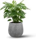Monstera Deliciosa Live Plant, Live Swiss Cheese Plant Indoor, 4 Inch Pot