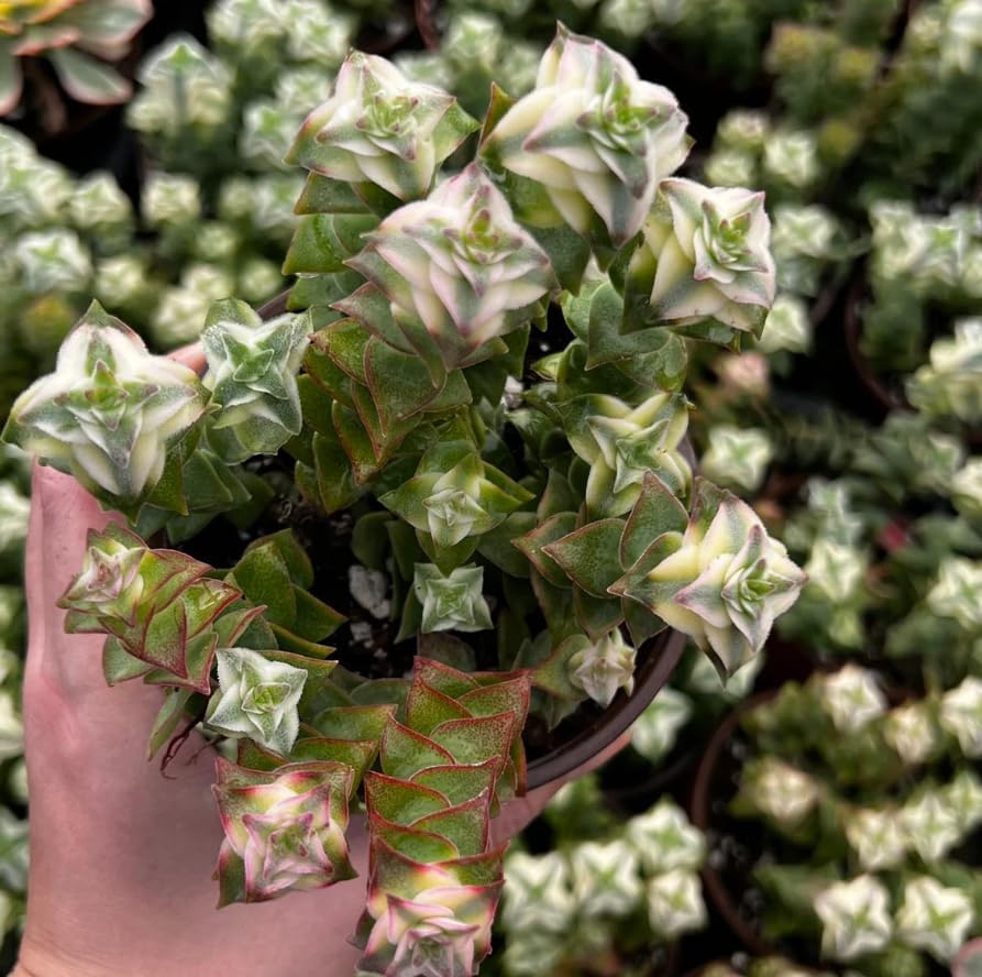 String of Pearls Plant Live 4 Inch Pot, Rare Succulents Plants in Hanging Baskets, Trailing Succulent Houseplant for Home Office (Variegated String of Buttons)