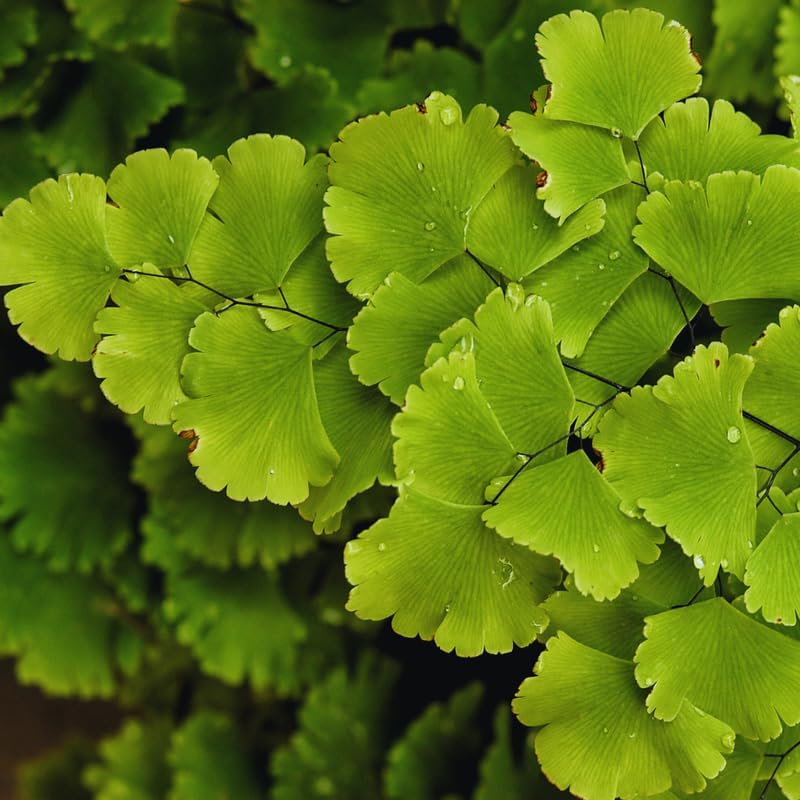 Set of 20 Maidenhair Fern Roots, 4 to 6 Inc Fern Plant Live for Growing