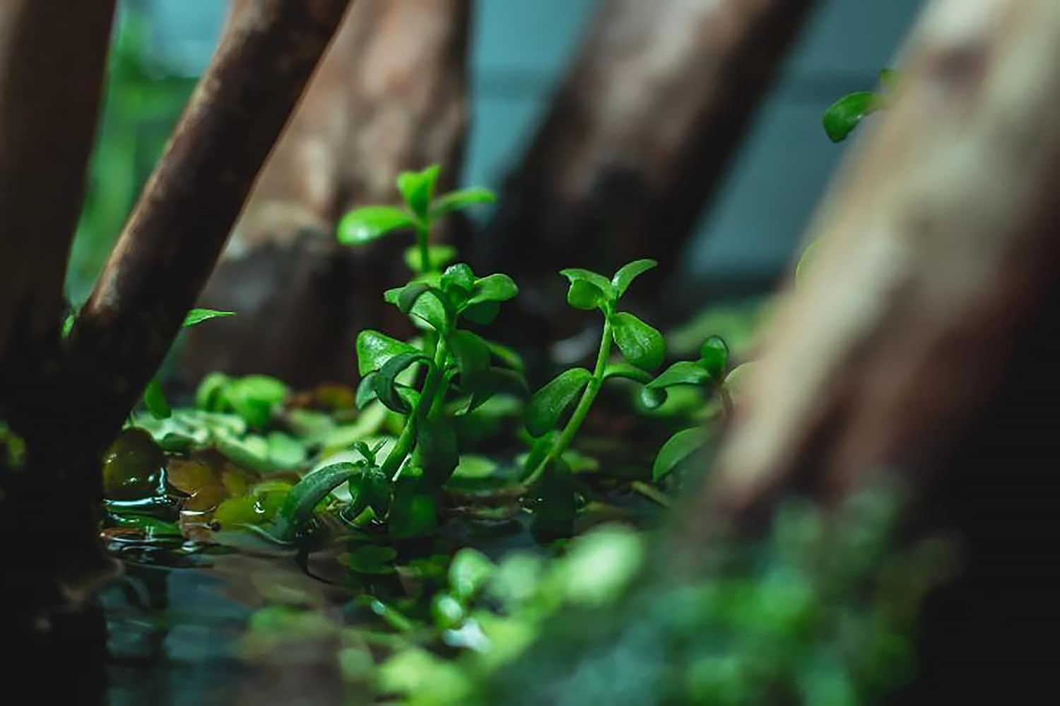 SubstrateSource Live Aquarium Stem Plants - Freshwater Aquatic Plant for Fish Tanks, Aquascaping - (Bacopa Monnieri Moneywort, 1 Bunch)