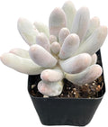 2" Live Succulent Plants Pachyphytum 'Sweet-Dumplingss', Mini Potted Succulents, Easy Care Indoor Houseplant, Unique Gifts, Home Office Décor