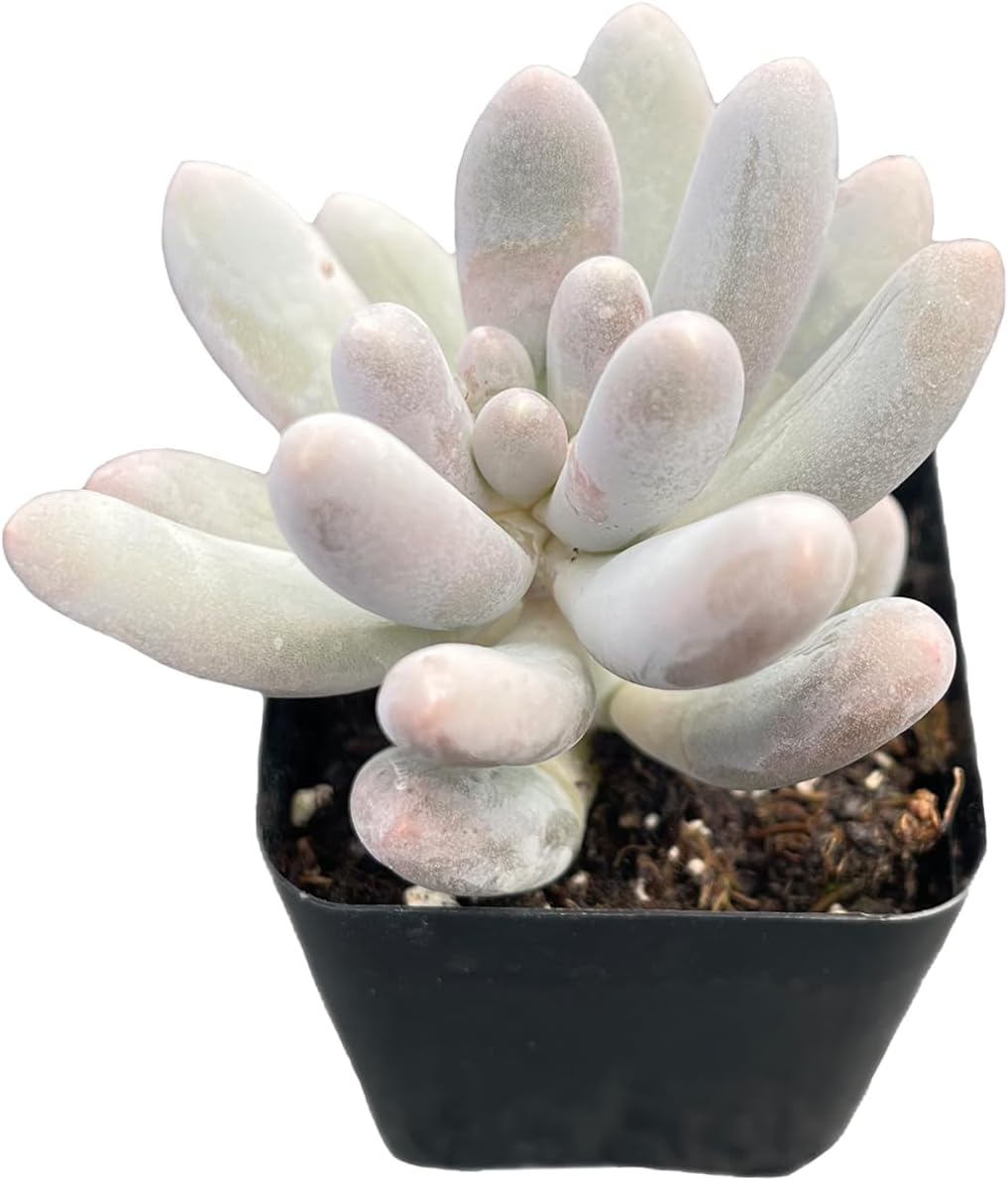 2" Live Succulent Plants Pachyphytum 'Sweet-Dumplingss', Mini Potted Succulents, Easy Care Indoor Houseplant, Unique Gifts, Home Office Décor
