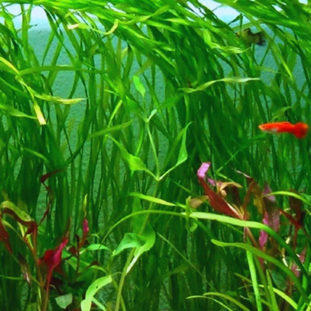 6 Green Jungle Val Plants, Aquarium Plants Live, 4 to 6 Inches Tall, Live Aquarium Plants Indoor Outdoor, Jungle Vallisneria Plant Aquatic Plant