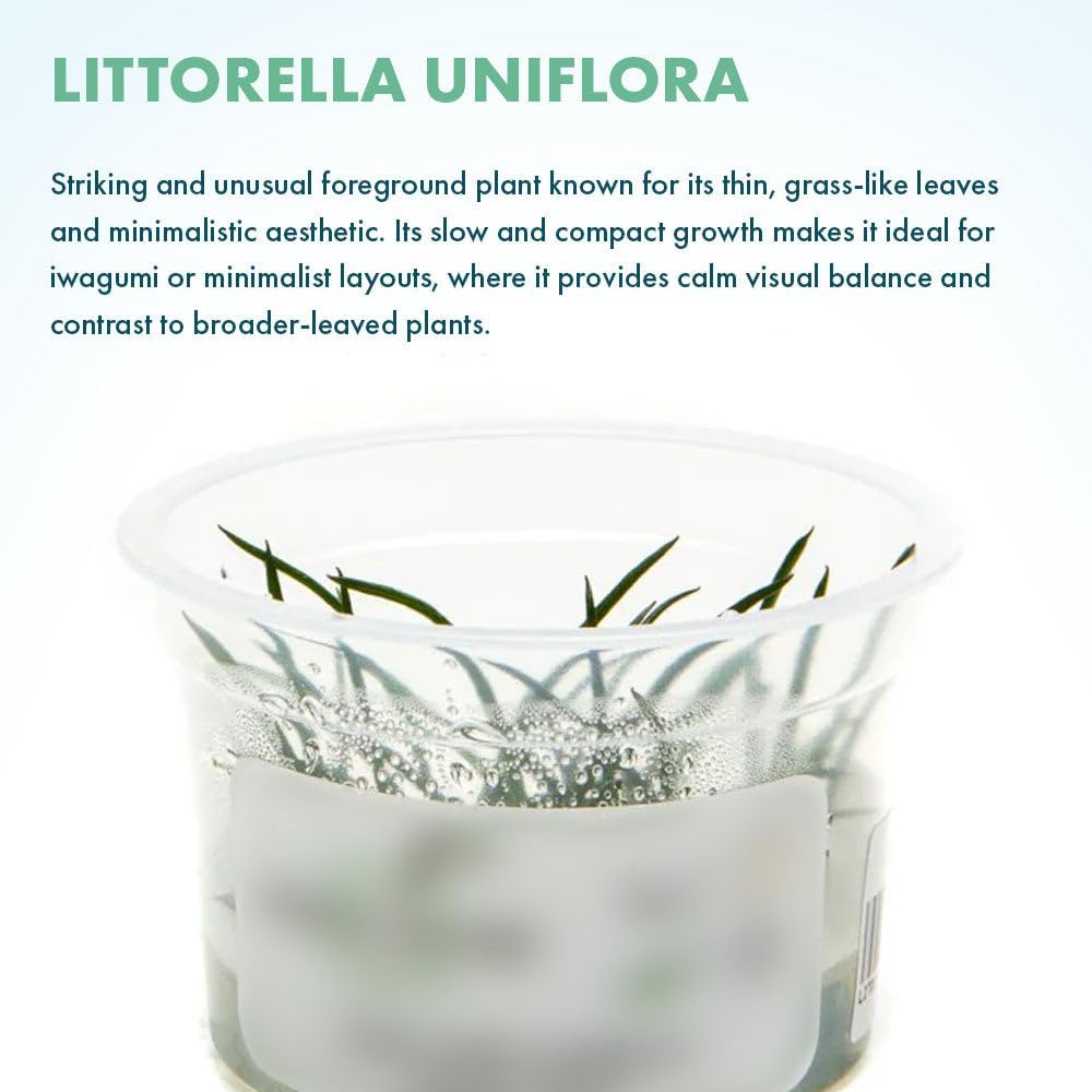 SubstrateSource Live Plant - Shoreweed (Littorella uniflora) - Foreground Rosette, Snail-Free in Vitro Aquarium Plant - Tissue Culture
