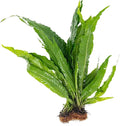 Java Fern Bare Root - Great for Modern Aquariums - Provides Shelter to Baby Fish - Fast Growth, Long Lasting & Easy to Care Aquatic Plants - Medium