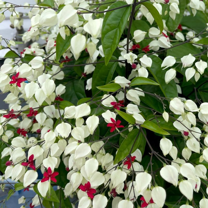 White Bleeding Heart Clerodendrum Plants Live, Trailing Light Bulb Flowering Vine, 4-8 Inch Tall, Ready to Plant Outdoor