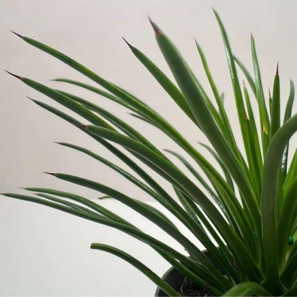 Succulent Agave Twin Flower Live Plant for Indoor | Different Houseplants in 4'' & 6'' Pot | Real House Plant Decor for Living Room, Office, Desk & Bathroom | Agave geminiflora