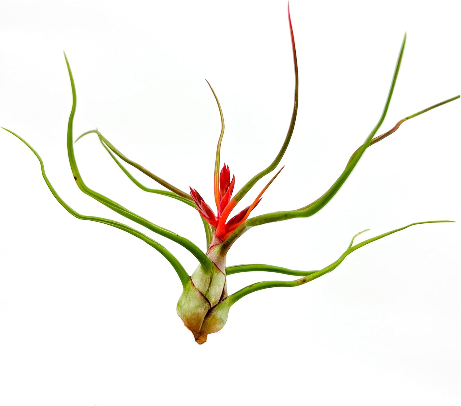 ragnaroc Air Plants - Flowering Tillandsia Bulbosa Belize, Giant 7-9" - 2ct - Live Arrival Guaranteed - House Plants for Home Decor & Gift