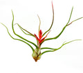 ragnaroc Air Plants - Flowering Tillandsia Bulbosa Belize, Giant 7-9" - 1ct - Live Arrival Guaranteed - House Plants for Home Decor & Gift