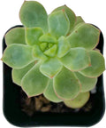 2" Live Succulent Plants Echeveria 'Tango', Mini Potted Succulents, Easy Care Indoor Houseplant, Unique Gifts, Home Office Décor