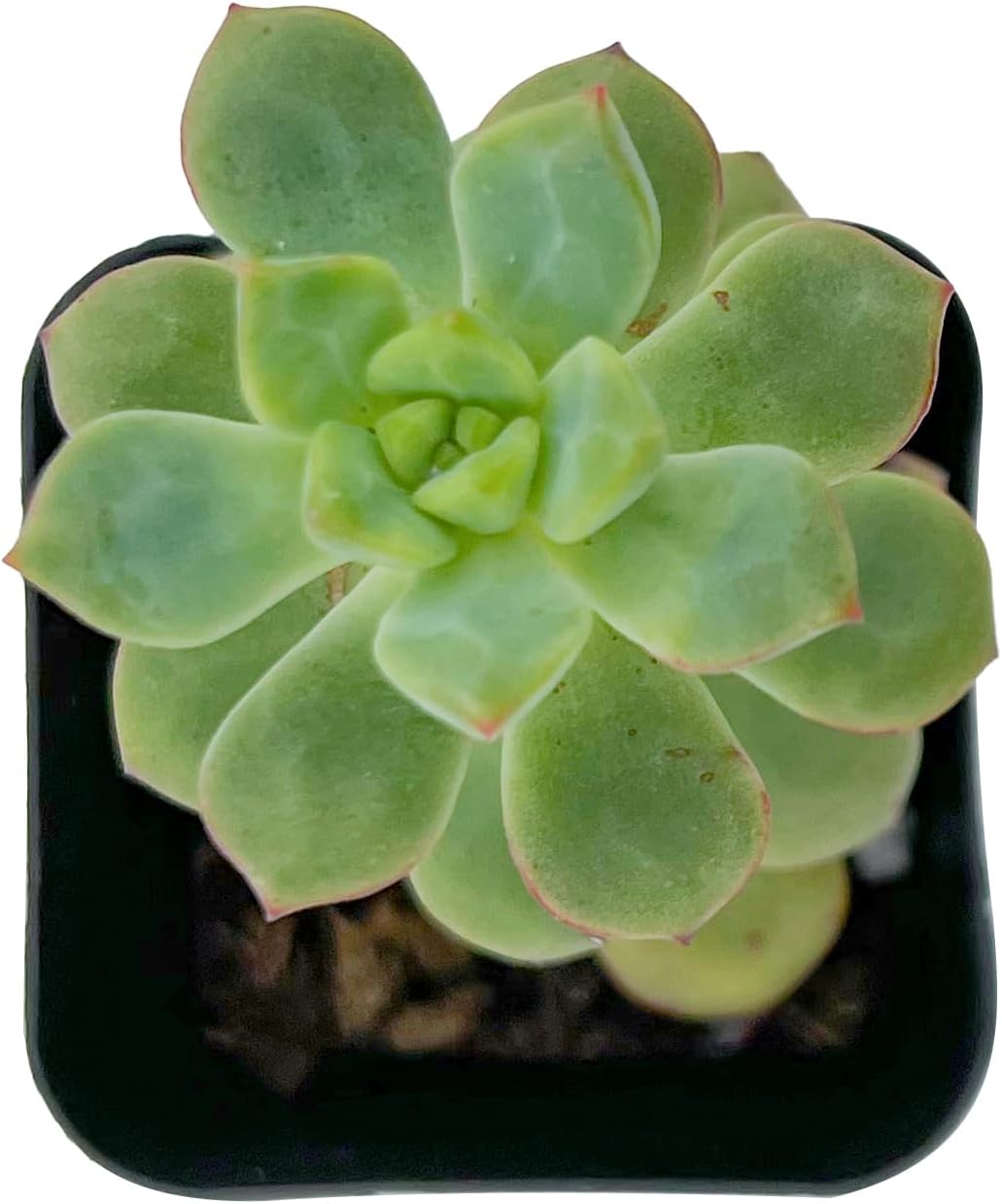 2" Live Succulent Plants Echeveria 'Tango', Mini Potted Succulents, Easy Care Indoor Houseplant, Unique Gifts, Home Office Décor