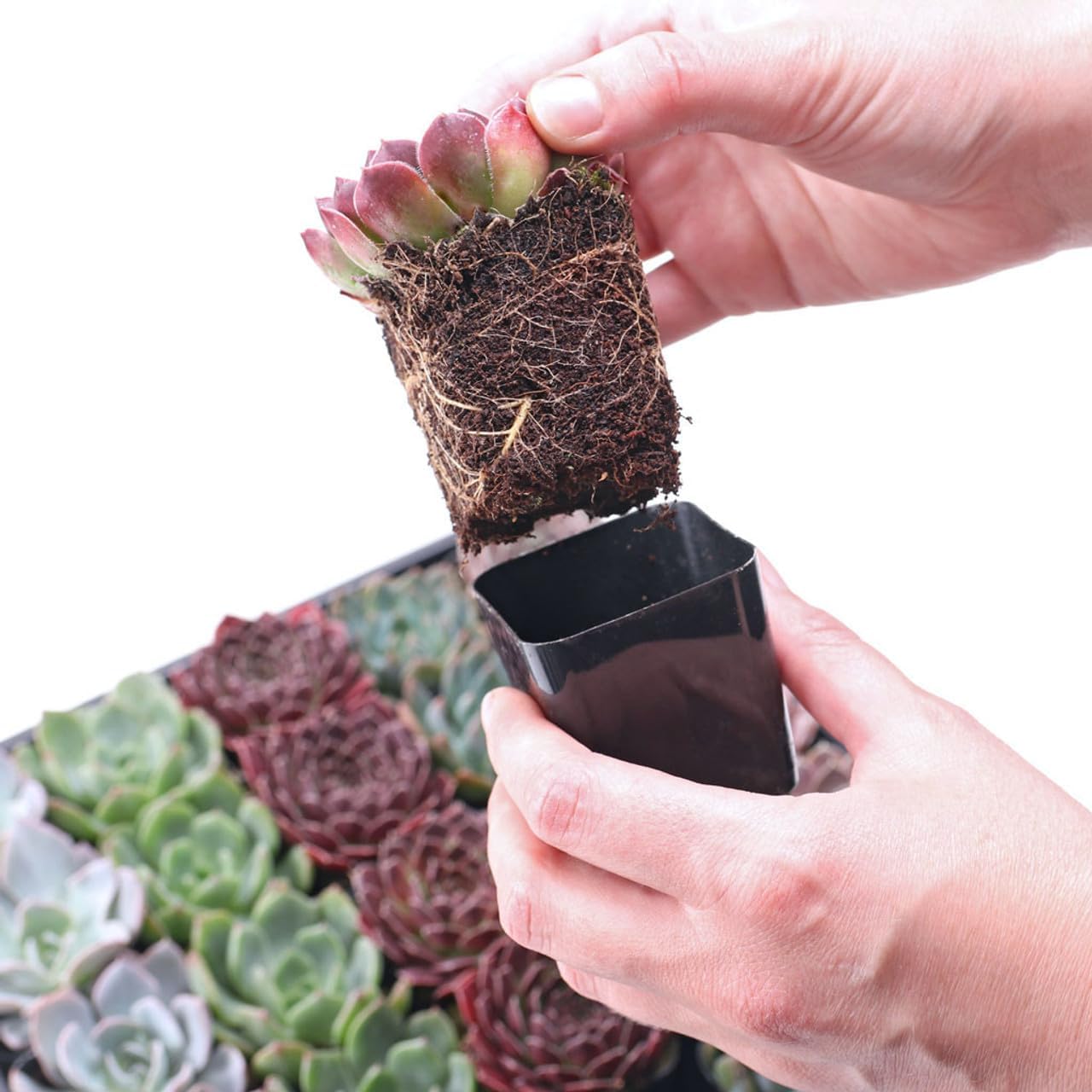 Mountain Crest Gardens Sempervivum Bulk Pack - 25 Live Cold Hardy Plants, 5 of Each Variety, Rooted in 2 Inch Pots - Real Succulents for Outdoor Projects, Landscaping & Resale